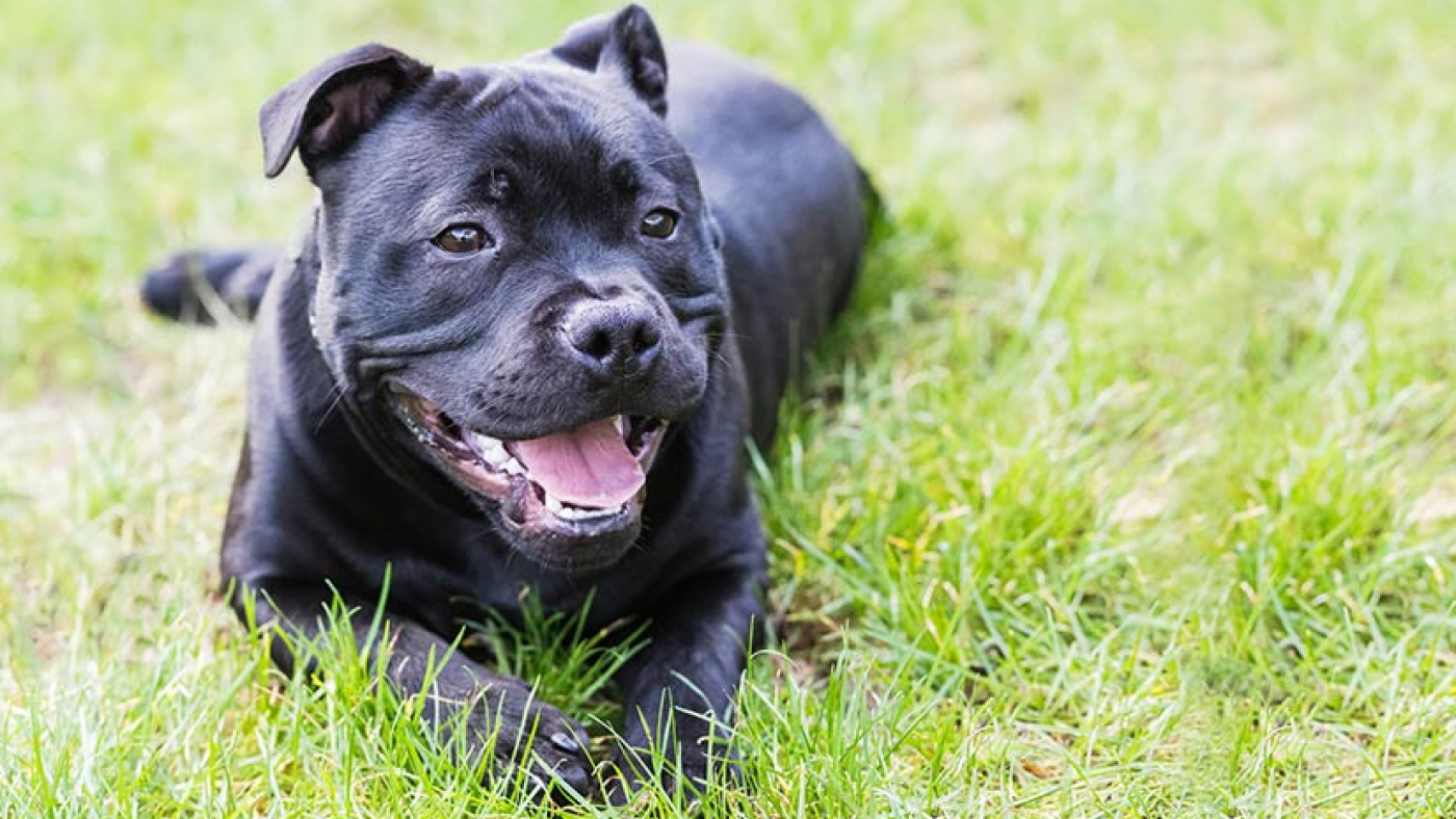 Keep Your Staffordshire Puppy Happy and Healthy