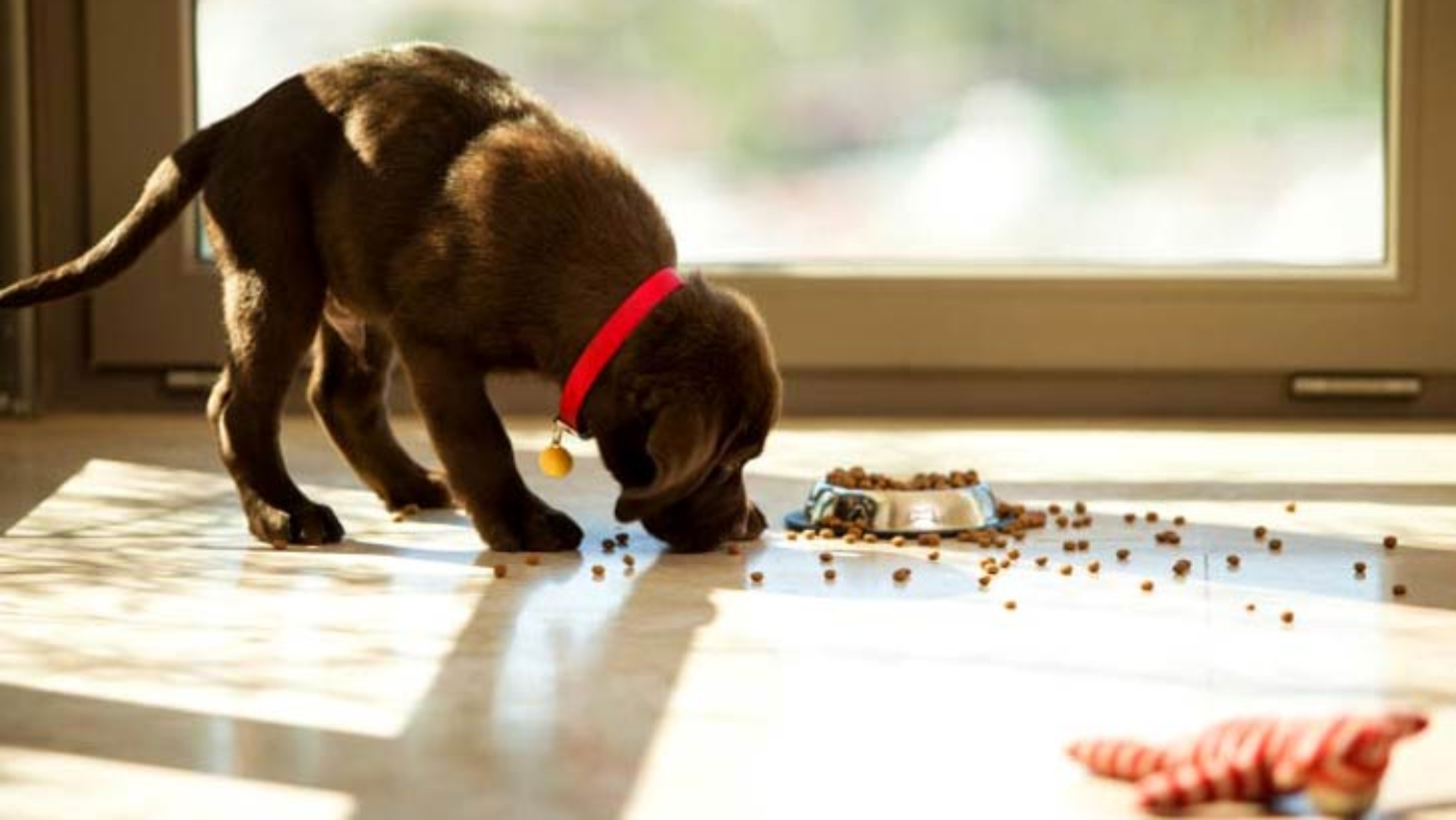 How to Properly Switch Your Staffordshire Puppy Food