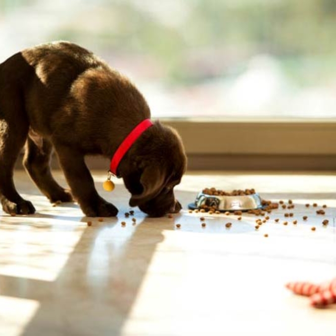 How to Properly Switch Your Staffordshire Puppy Food