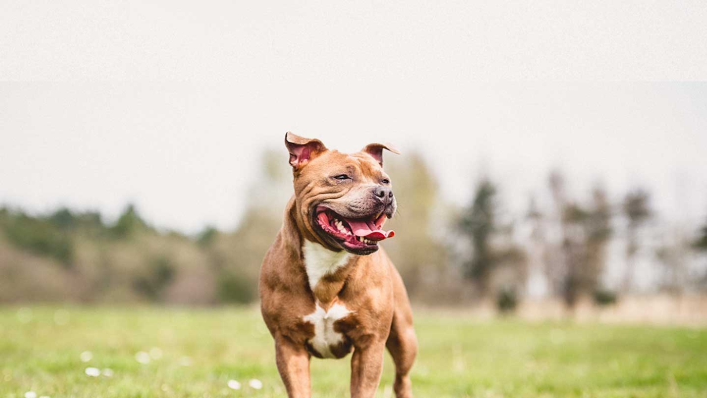 How to Care for a Staffordshire Bull Terrier