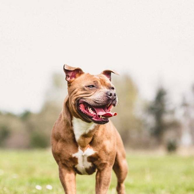 How to Care for a Staffordshire Bull Terrier