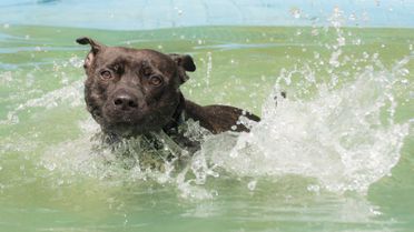Can Staffordshire bull terriers swim