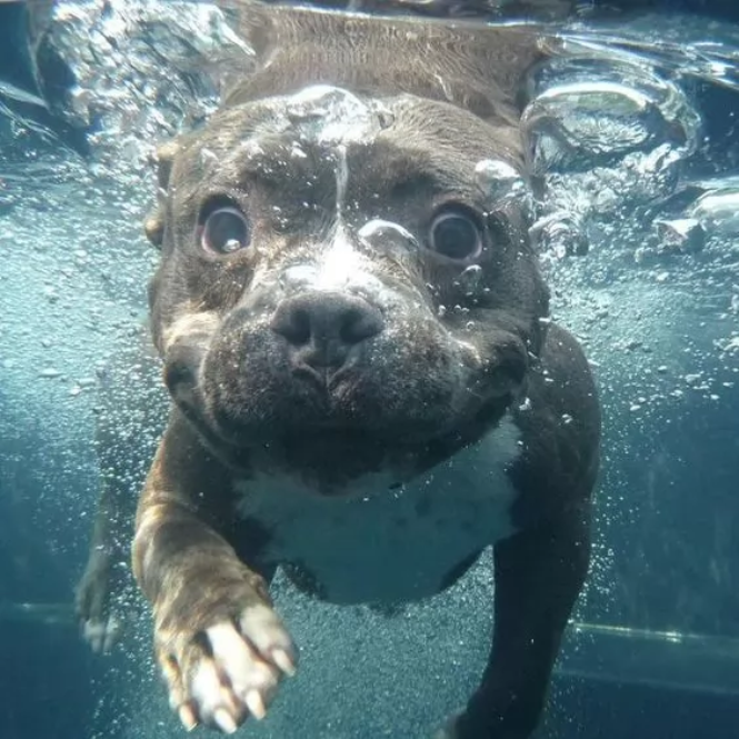 Can Staffordshire bull terriers swim